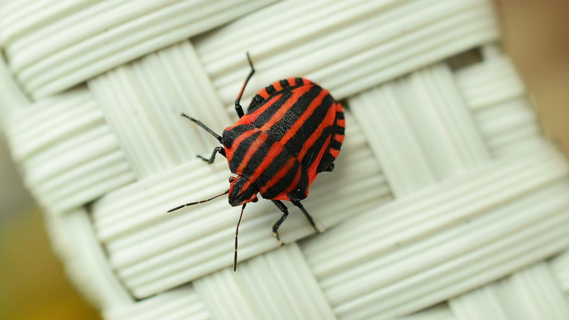 Piqûre de Puce de lit ou araignée ? Comment faire la différence ?